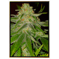 Grapefruit semillas de cannabis – al por mayor, envío mundial