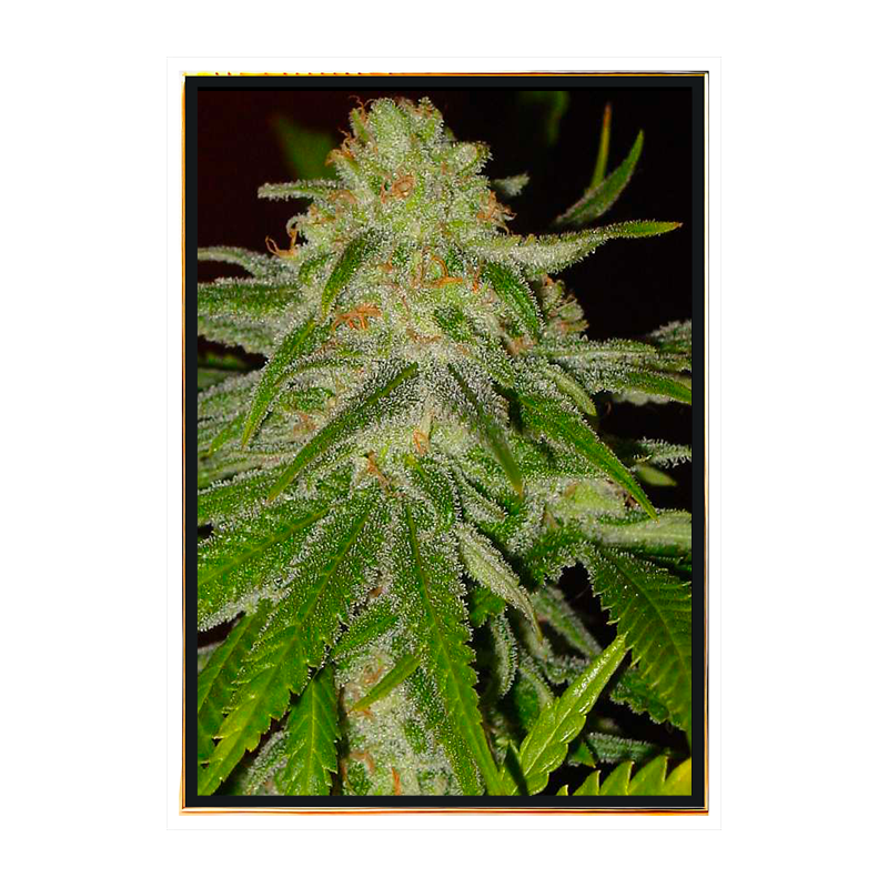 Grapefruit cannabis seeds wholesale – fast worldwide shipping Grapefruit cannabis seeds wholesale – fast worldwide shipping