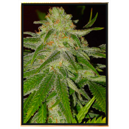 Grapefruit semi di cannabis – ingrosso e spedizione globale