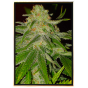 Grapefruit cannabis seeds wholesale – fast worldwide shipping Grapefruit cannabis seeds wholesale – fast worldwide shipping