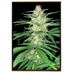 Crystal Meth graines de cannabis – livraison mondiale, gros