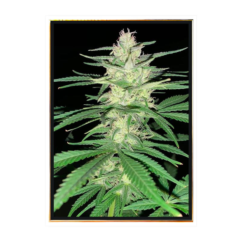 Crystal Meth graines de cannabis – vente en gros – livraison mondiale