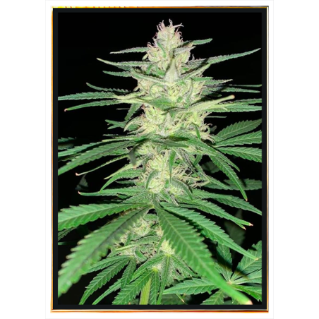 Crystal Meth semillas de cannabis – venta al por mayor mundial