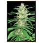 Crystal Meth semillas de cannabis – venta al por mayor – envío mundial Crystal Meth semillas de cannabis – venta al por mayor – envío mundial