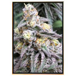 Cream Candy graines de cannabis – vente en gros, livraison mondiale