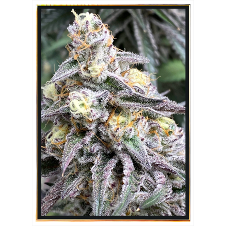 Cream Candy semillas de marihuana al por mayor – envío mundial