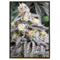 Cream Candy semillas de marihuana al por mayor – envío mundial