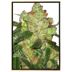 AK-47 Cannabis Samen – Großhandel mit weltweitem Versand