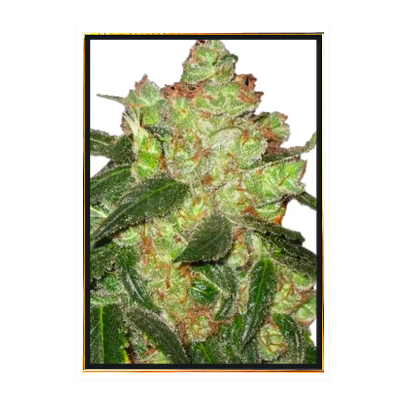 AK-47 semillas de cannabis al por mayor – sin registro