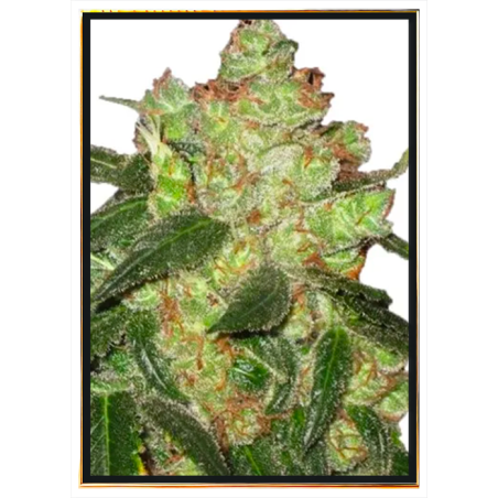 AK-47 graines de cannabis – vente en gros avec livraison mondiale