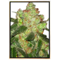 AK-47 cannabis bulkseeds wholesale weed strain - no registration AK-47 cannabis bulkseeds wholesale weed strain - no registration