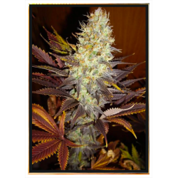 Blue Hash семена конопли – оптом с доставкой по всему миру