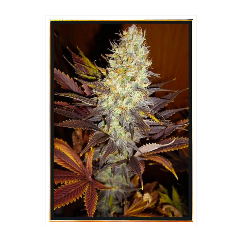 Blue Hash семена конопли – оптом, элитный сорт