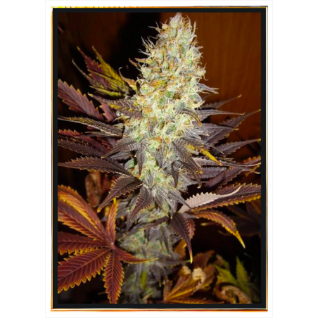 Blue Hash graines de cannabis – vente en gros & livraison mondiale