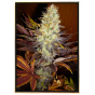Blue Hash nasiona konopi – hurtowe bulk seeds, top odmiana Blue Hash nasiona konopi – hurtowe bulk seeds, top odmiana