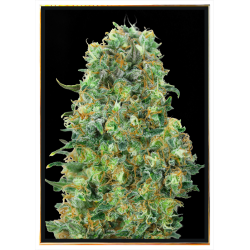 Critical Mass graines de cannabis – vente en gros et livraison mondiale