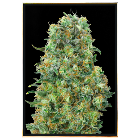 Critical Mass graines de cannabis – vente en gros et livraison mondiale