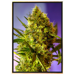Big Evil semi di cannabis femminizzati all’ingrosso