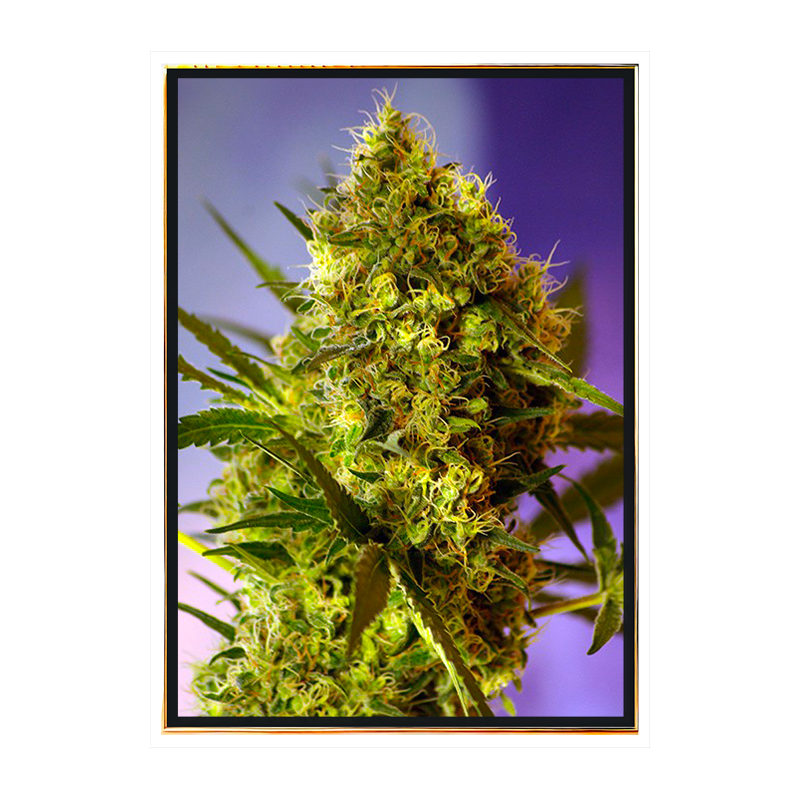 Big Evil graines de cannabis féminisées en gros – livraison mondiale