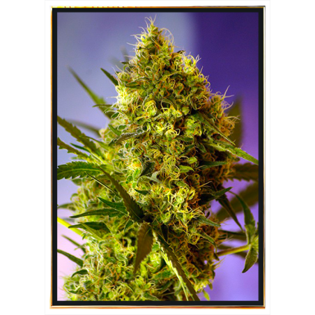 Big Evil graines de cannabis féminisées en gros – livraison mondiale