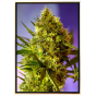 Big Evil semillas de cannabis feminizadas al por mayor – envío mundial Big Evil semillas de cannabis feminizadas al por mayor – envío mundial