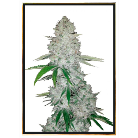 Gorilla Glue graines de cannabis – vente en gros, bulk seeds