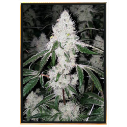 Wedding Cake graines de cannabis – vente en gros bulk seeds livraison
