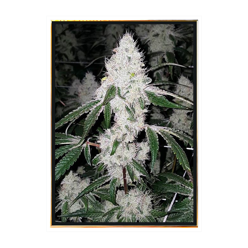 Wedding Cake – semi di cannabis femminizzati, bulk seeds, vendita all’ingrosso, migliori varietà di marijuana