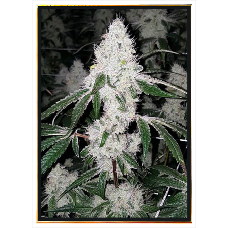 Wedding Cake – semi di cannabis femminizzati, bulk seeds