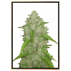 Amnesia семена конопли – bulk seeds, опт, доставка по всему миру