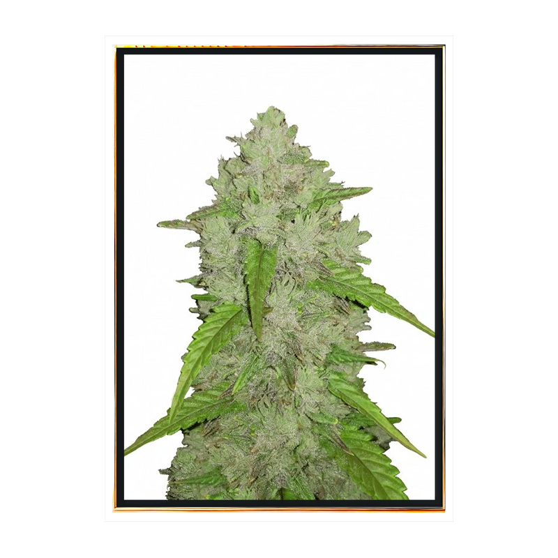 Amnesia cannabis seeds – bulk seeds, wholesale, worldwide shipping