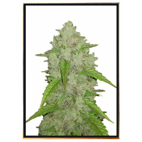 Amnesia semillas de cannabis – venta mayorista, bulk seeds, envío global