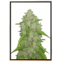 Amnesia semi di cannabis – bulk seeds, vendita all’ingrosso, spedizione globale Amnesia semi di cannabis – bulk seeds, vendita all’ingrosso, spedizione globale