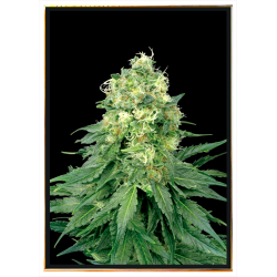 White Widow cannabis seeds – bulk seeds, wholesale, worldwide shipping