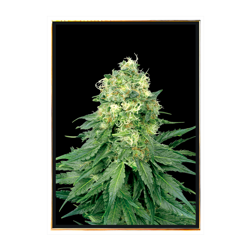 White Widow meilleures variétés de cannabis – bulk seeds, vente en gros, livraison mondiale