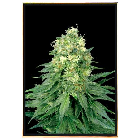 White Widow top weed strains – bulk seeds, wholesale, worldwide shipping