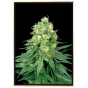 White Widow semena konopí – bulk seeds, velkoobchod, doručení po celém světě