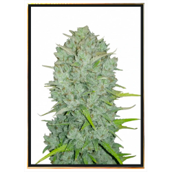 Northern Lights graines de cannabis – bulk seeds, vente en gros