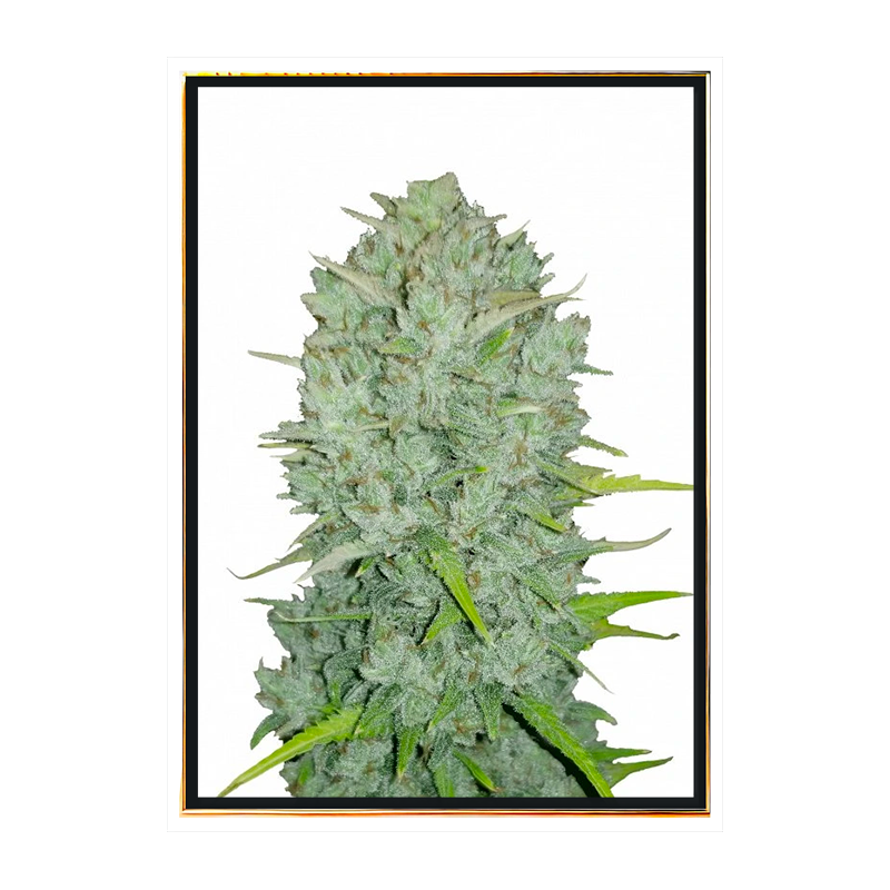 Northern Lights cannabis bulkseeds wholesale worldwide shipping