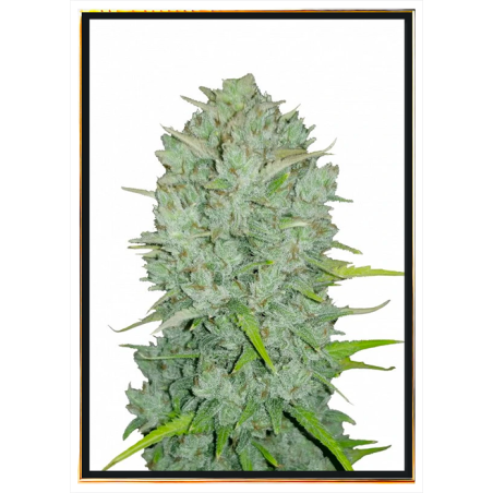 Northern Lights semena konopí – bulk seeds, velkoobchod, rychlé doručení ČR
