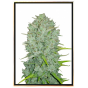 Northern Lights cannabis bulkseeds wholesale worldwide shipping