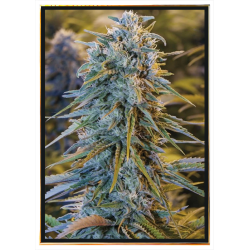 Blue Dream graines de cannabis – vente en gros, bulk seeds, livraison