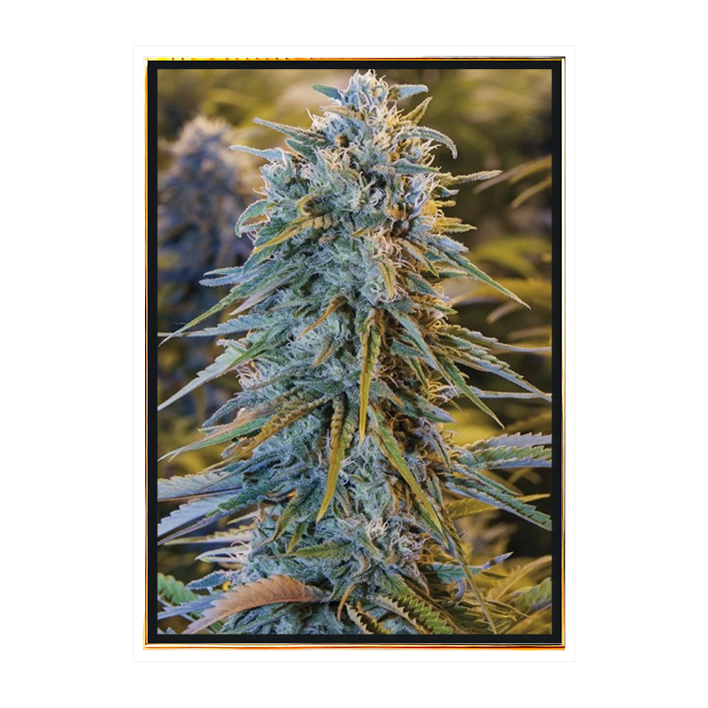 Blue Dream hybrid caannabis straint bul seeds wholesale
