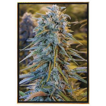 Blue Dream graines de cannabis – vente en gros, bulk seeds, livraison