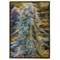 Blue Dream hybride Cannabissamen – Bulk Seeds, Großhandel