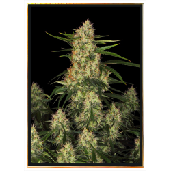 Amnesia x HP13 семена конопли – bulk, опт, доставка по миру