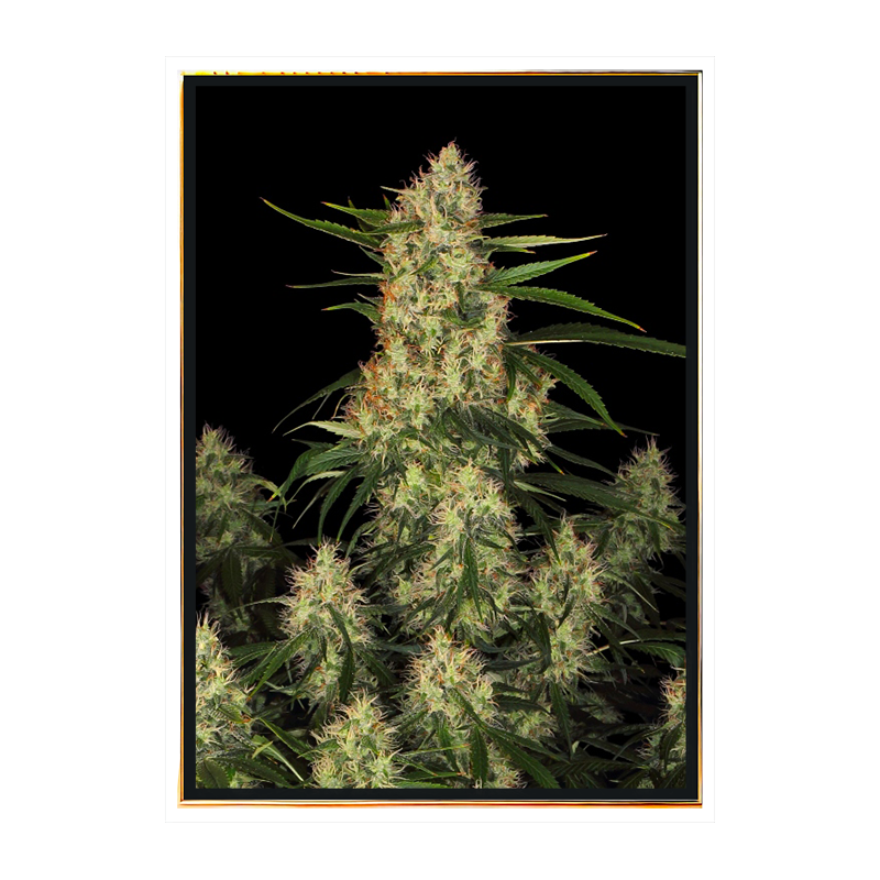 Amnesia HP semi di cannabis – bulk seeds, vendita all’ingrosso, spedizione globale Amnesia HP semi di cannabis – bulk seeds, vendita all’ingrosso, spedizione globale