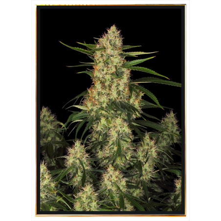 Amnesia x HP13 semi di cannabis – bulk, all’ingrosso, spedizione