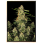 Amnesia HP nasiona konopi – bulk seeds, hurt, wysyłka na cały świat Amnesia HP nasiona konopi – bulk seeds, hurt, wysyłka na cały świat