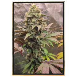 Animal Mint Cannabis Seeds - grossiste, graines en vrac, livraison rapide